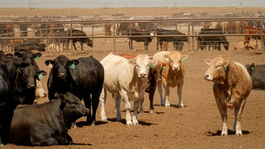 EUA lançam plano 'Pecuaristas em Primeiro Lugar' para fortalecer indústria de carne bovina